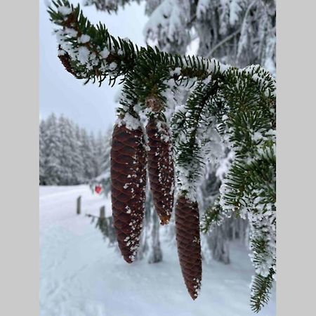 Zeit Fuer Dich Am Bergelchen, Winterberg Apartment Bagian luar foto